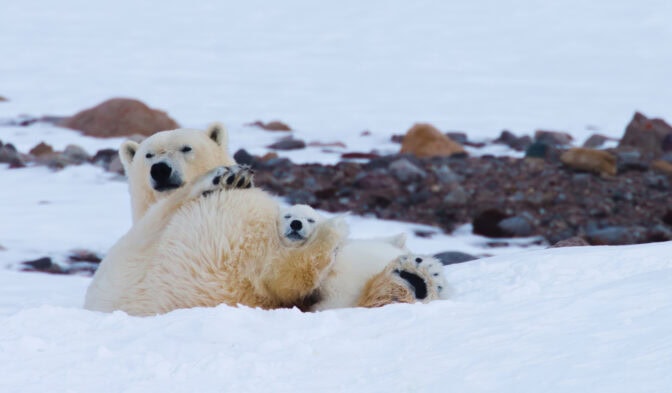 © Artic Light og Norsk Filmdistribusjon